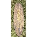 Sunova Revolution - 9' 0", 30 inches - Image 3