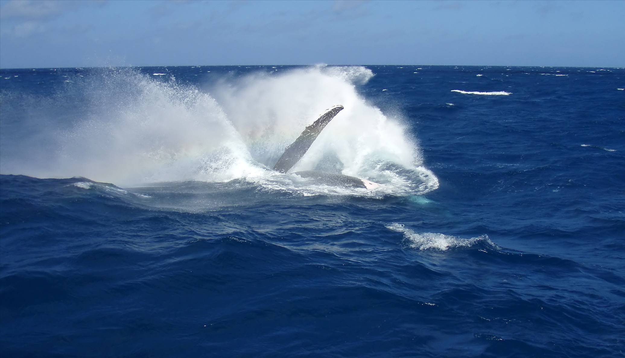 Whale