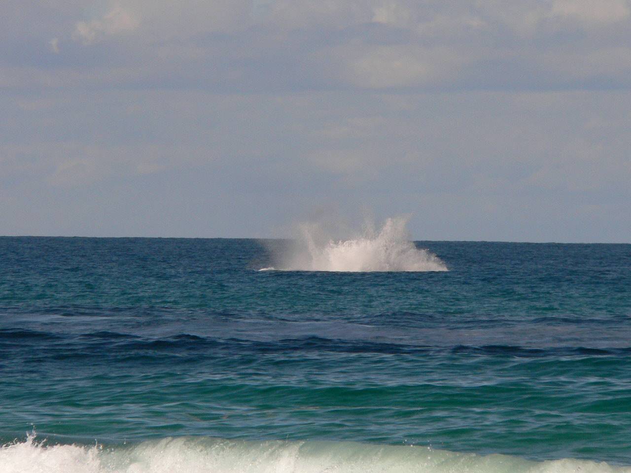 Whales at Play