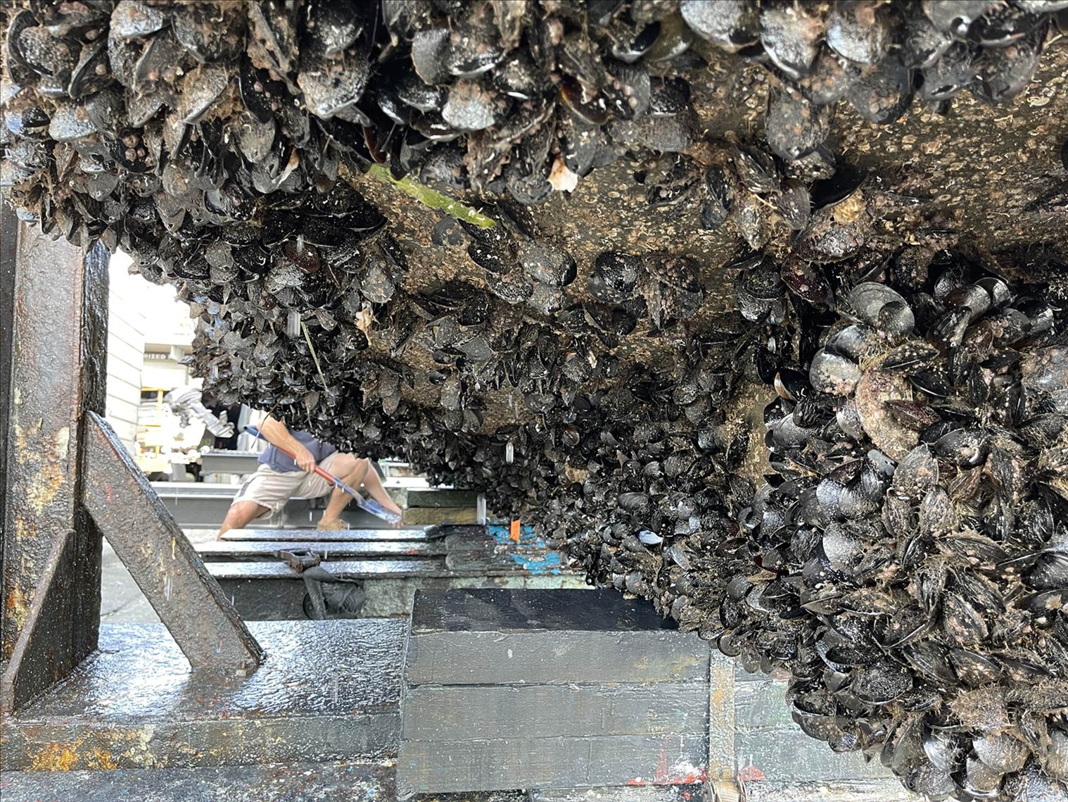 mussels on boats wasted
