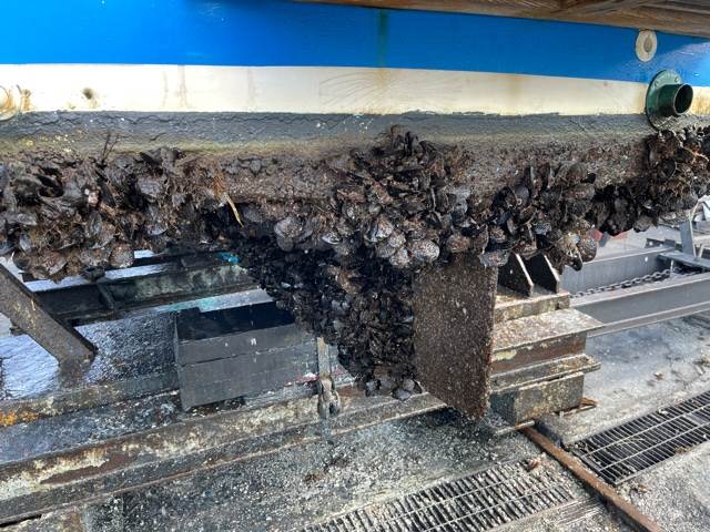 mussels on boats wasted
