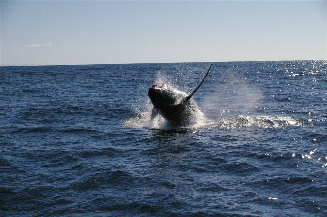 Tweed fishing Charters