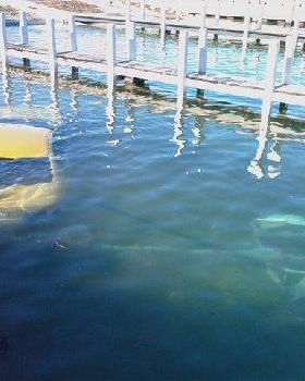 Should Have Taken the Dive Gear