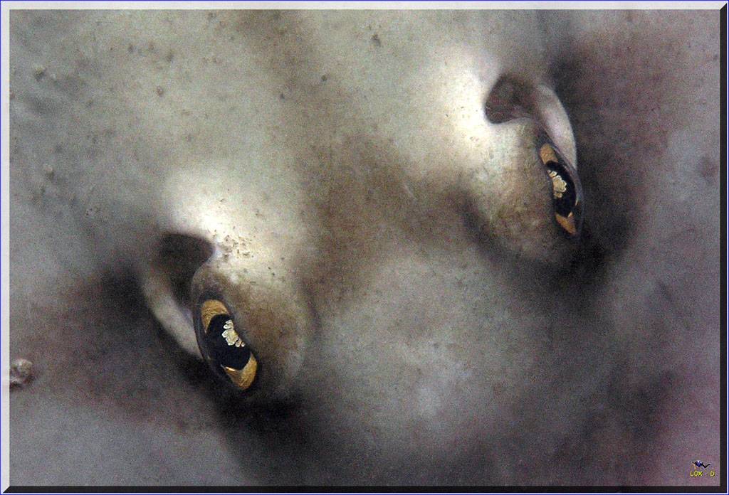 Stingaree Eyes in Botany Bay