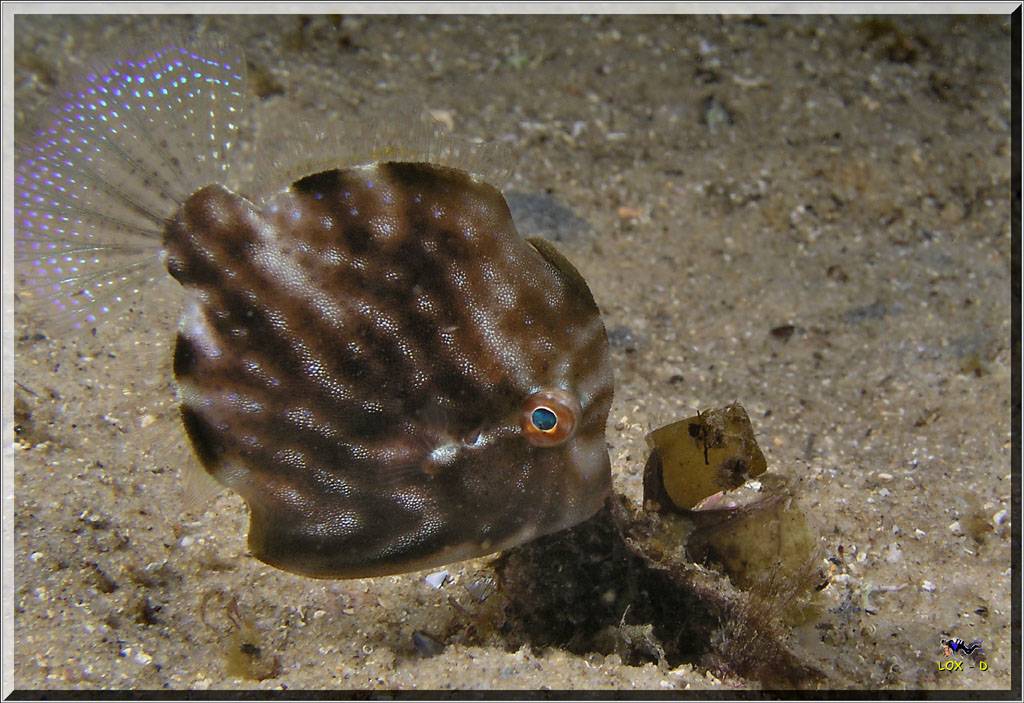 Pygmy Leatherjacket at Camp Cove