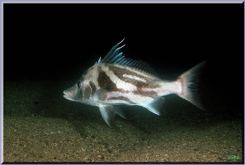 LS Boarfish at Bare Island