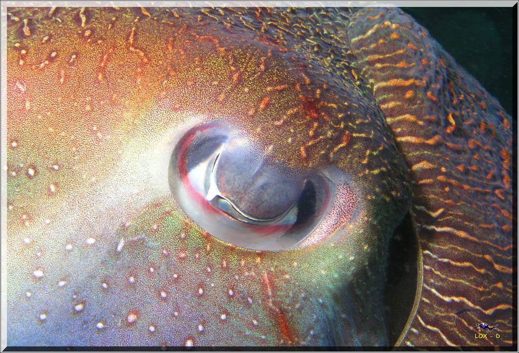 Cuttlefish Eye at Bare Island