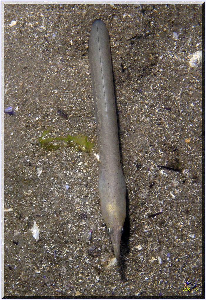 Serpent Eel at Bare Island