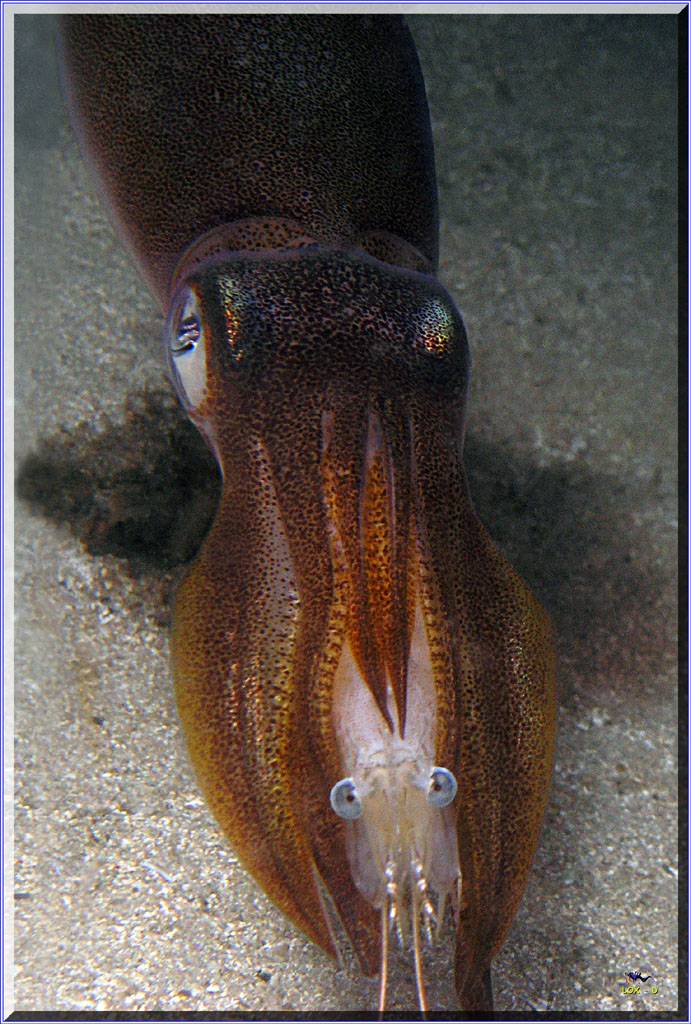 Squid eating Shrimp at Bare Island