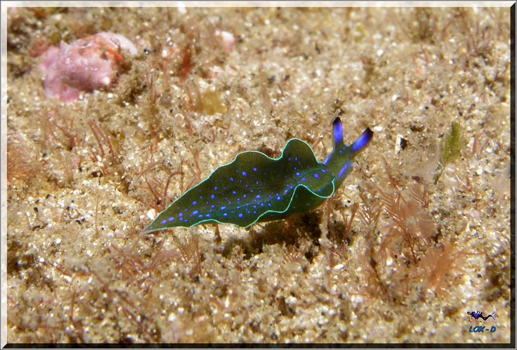 Blue Spotted Elysia at Bare Island