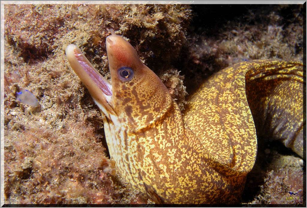 Mosaic Moray at Shiprock