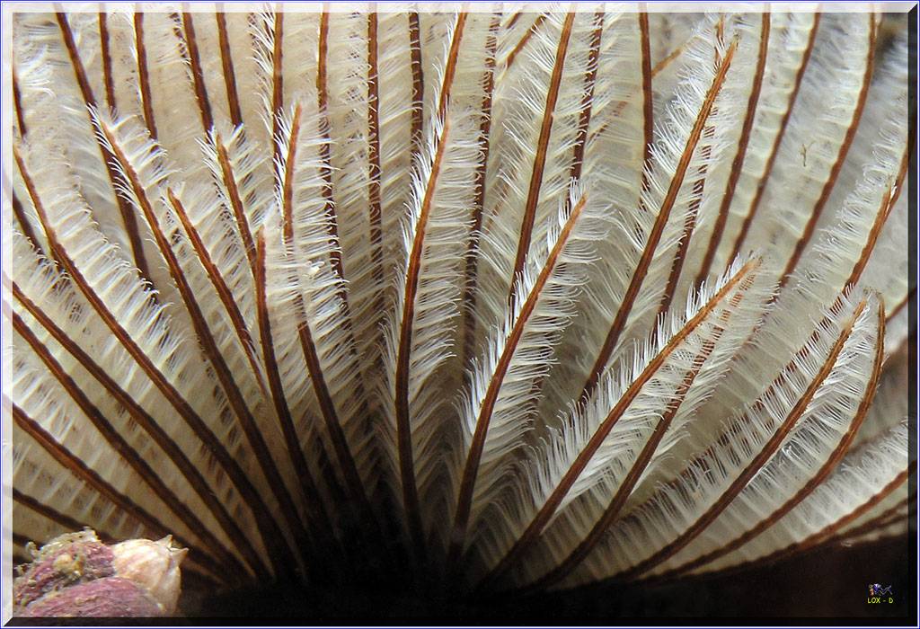 Tubeworm at Kurnell