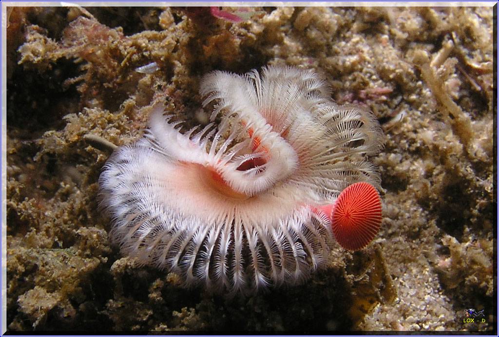 Tubeworm at Oak Park