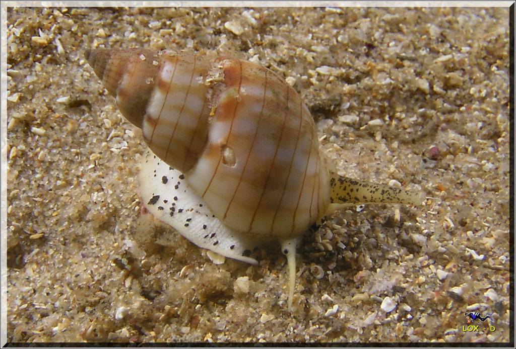 Snail at Oak Park
