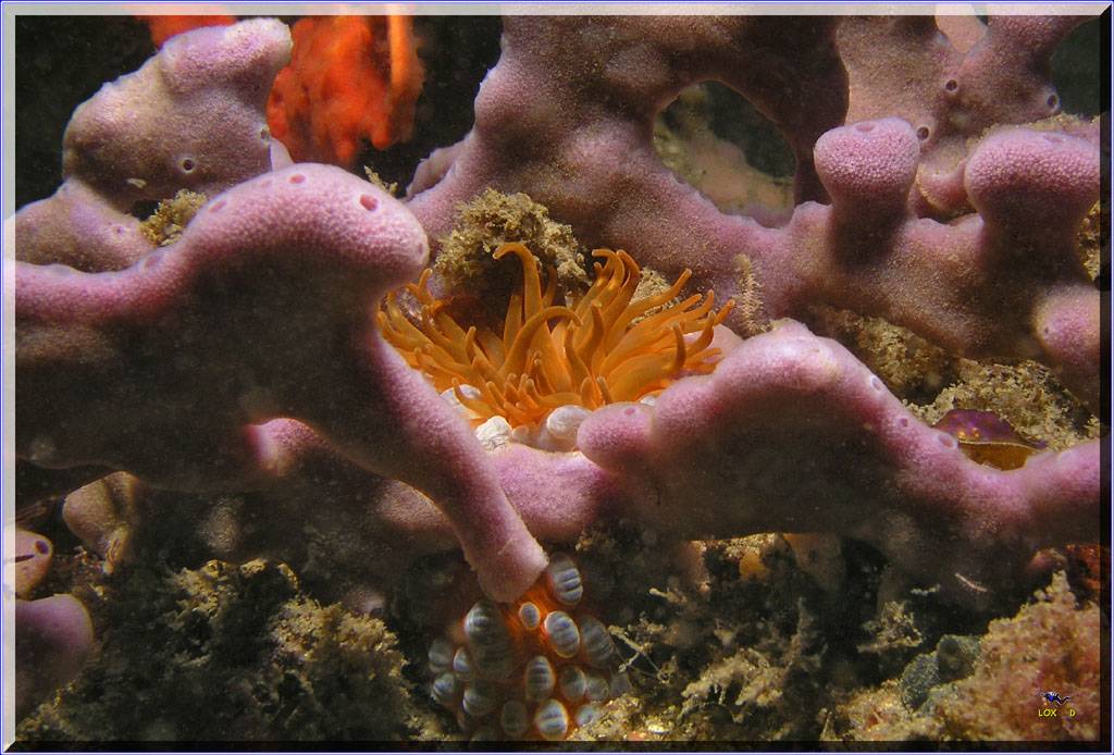 Anenome at Kurnell