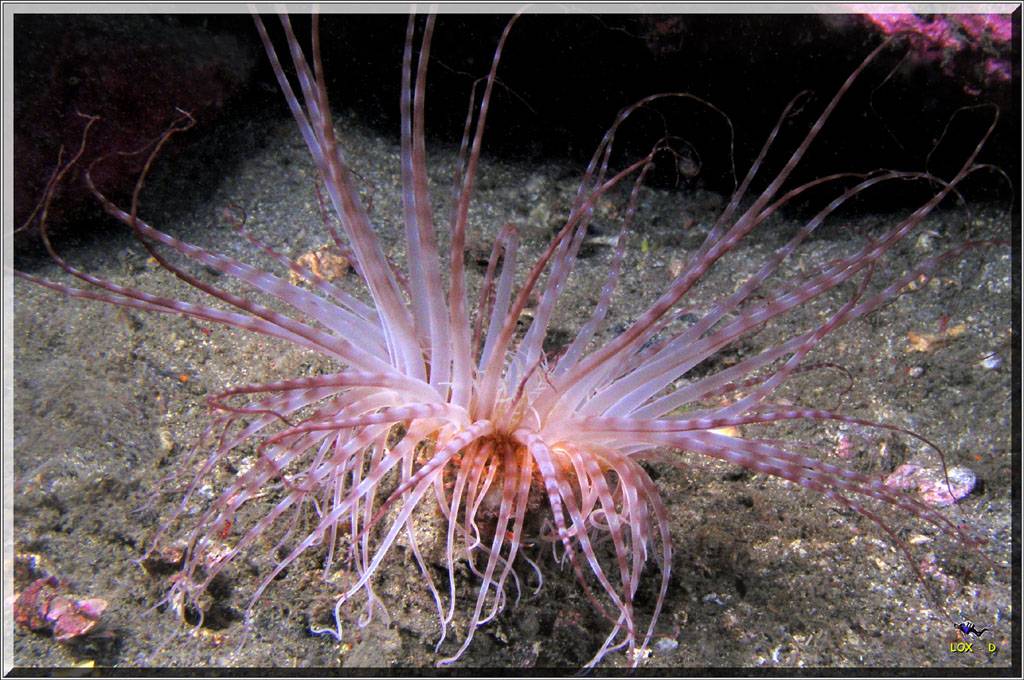 Anenome at Oak Park
