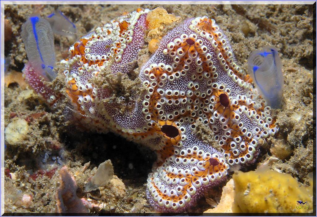 Ascidians at Shiprock