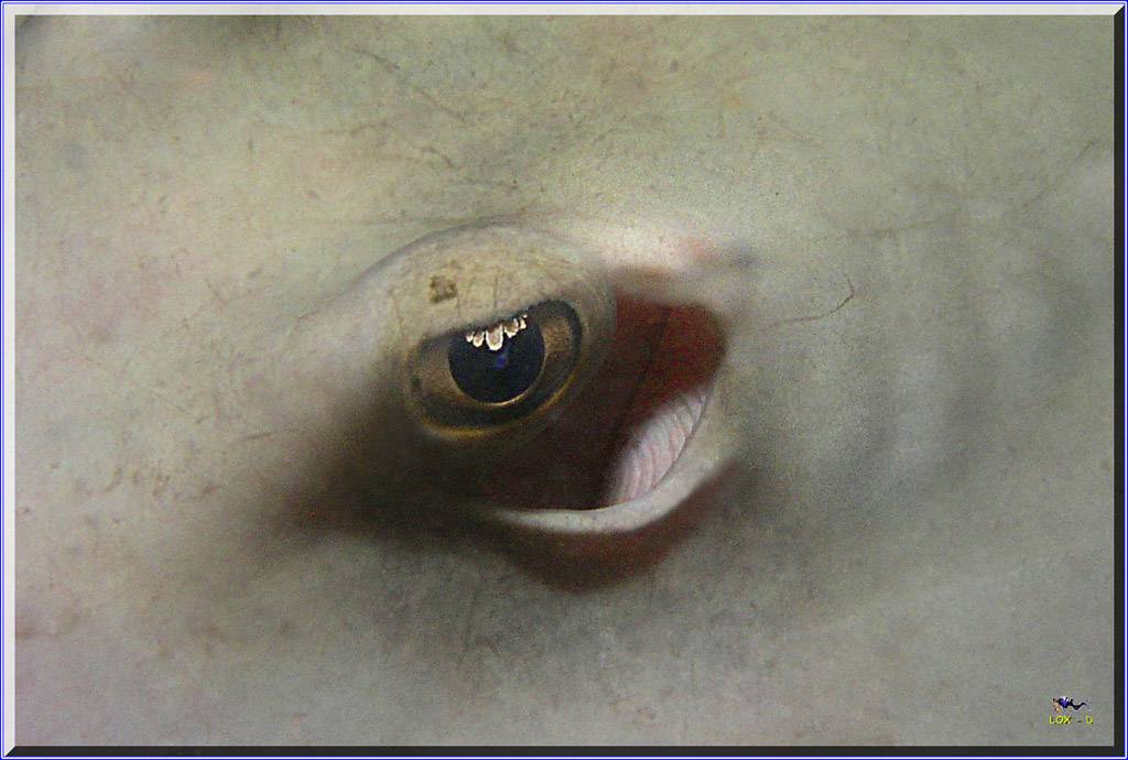 Ray Eye at Oak Park