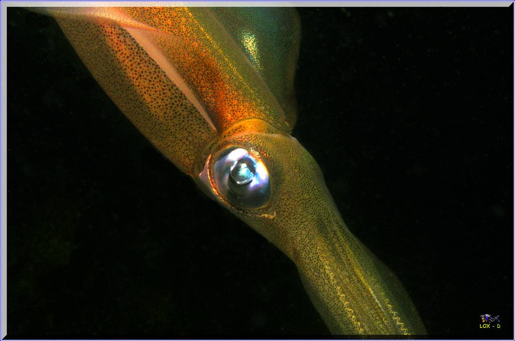 Squid at Oak Park