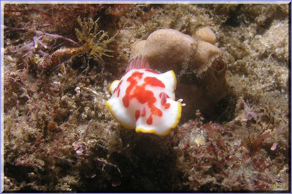 16104 Nudi2 at Kurnell