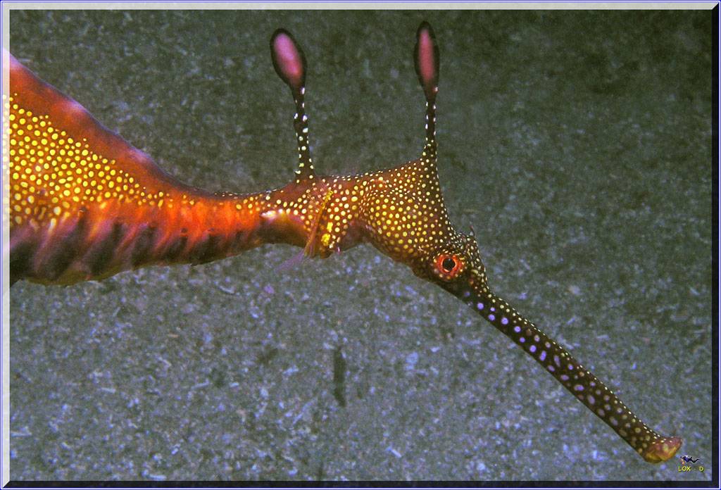 Weedy Seadragon at Kurnell