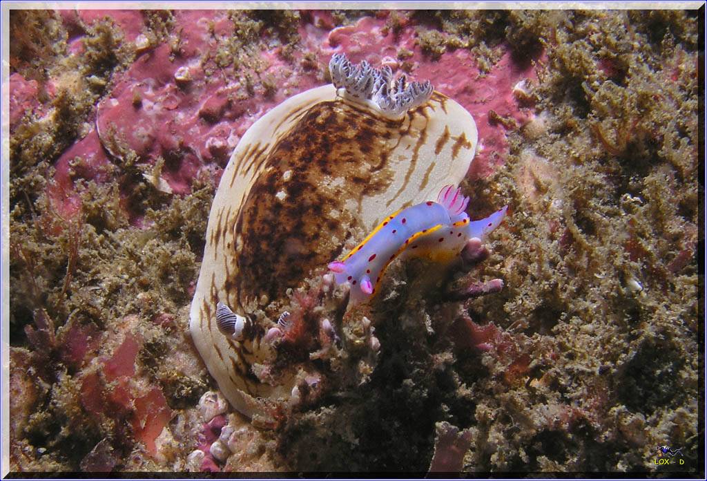 Nudi fight at Kurnell
