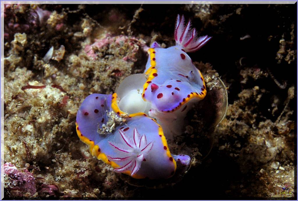 Nudi Tango at Kurnell