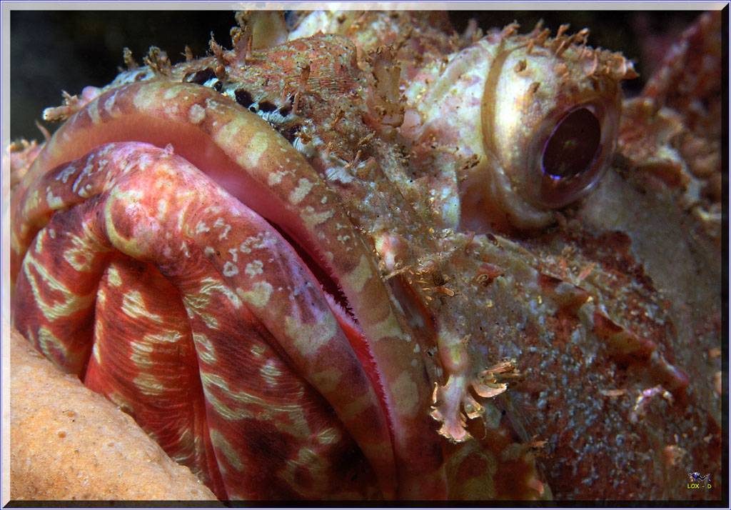 61104 Scorpionfish at Bare Island
