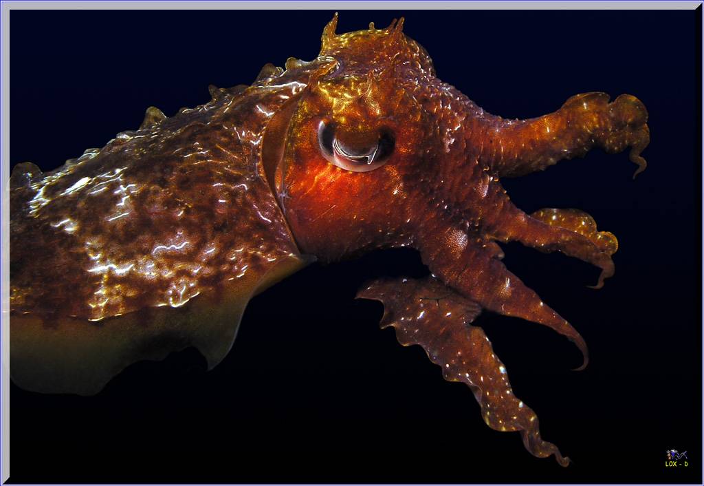 Cuttle at Bondi