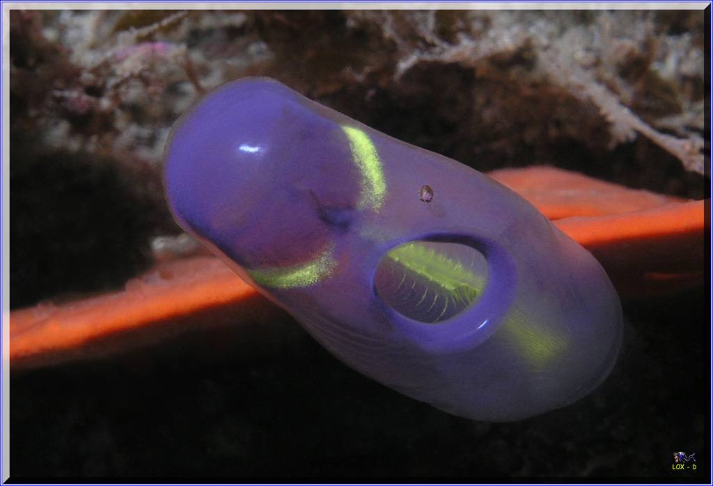 Ascidian close-up at Kurnell