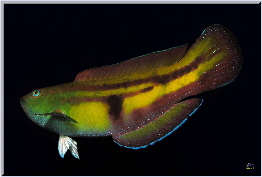 Senator Wrasse at Kurnell