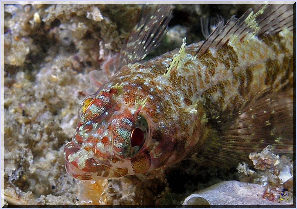 Two Spot Goby at Oak Park