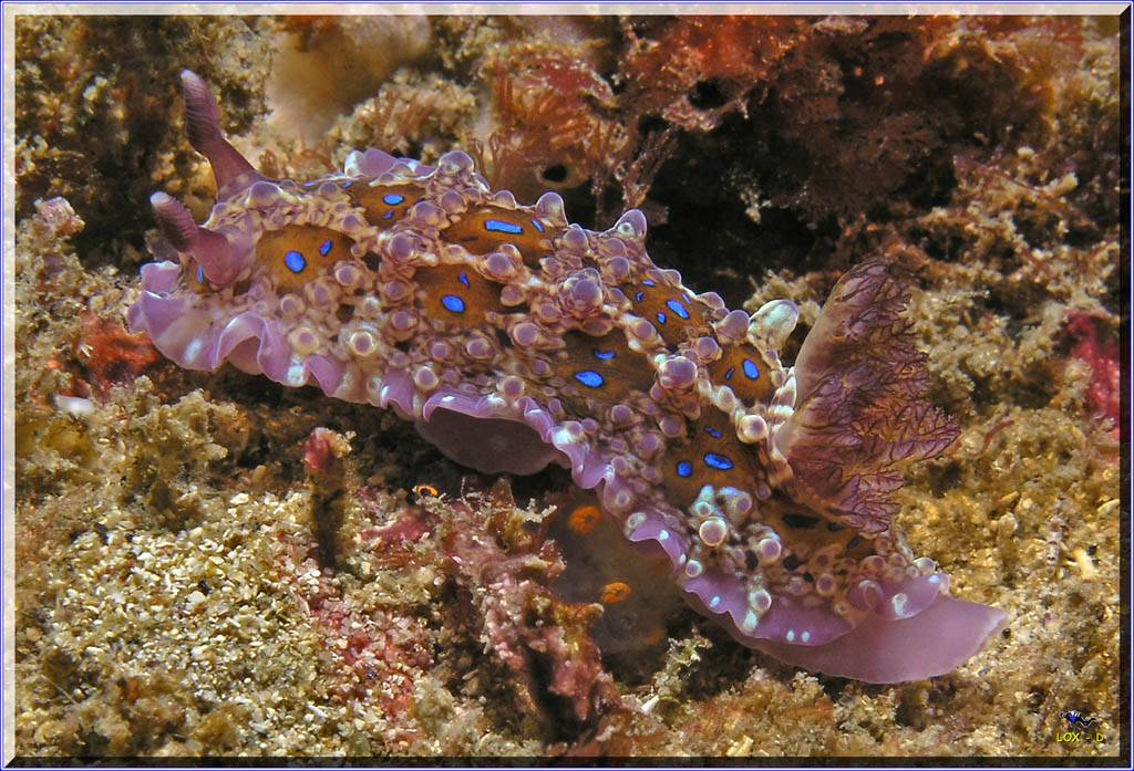 250904 Nudi at Kurnell