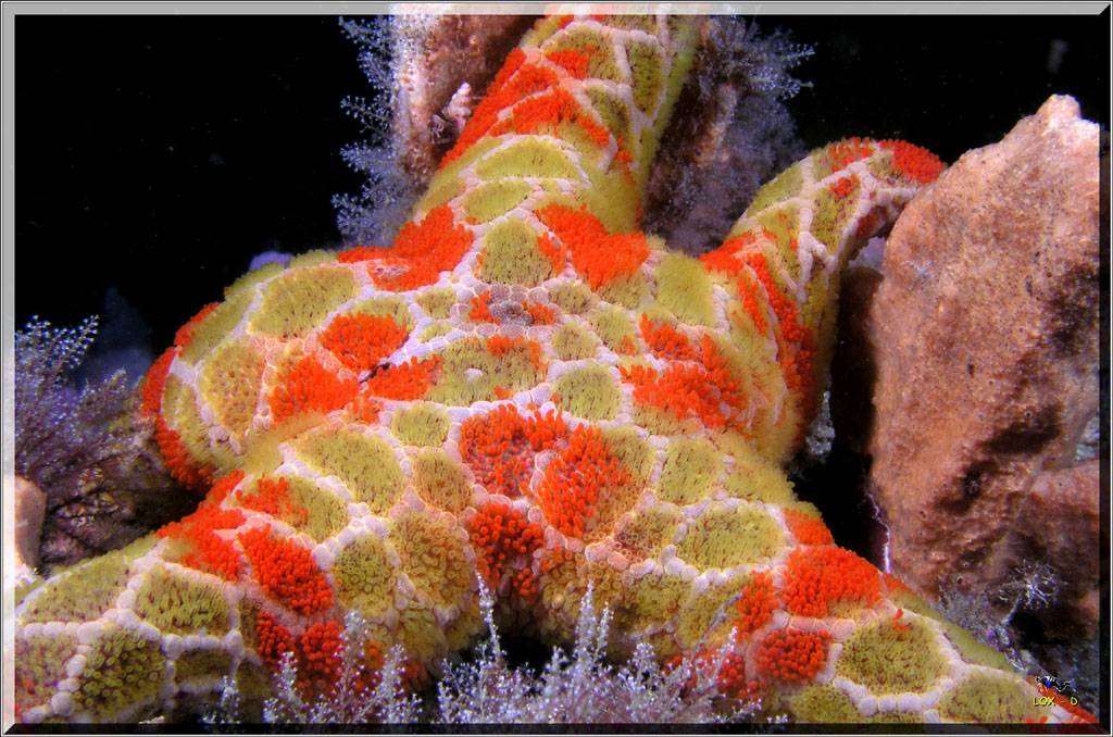 Seastar at Long Bay