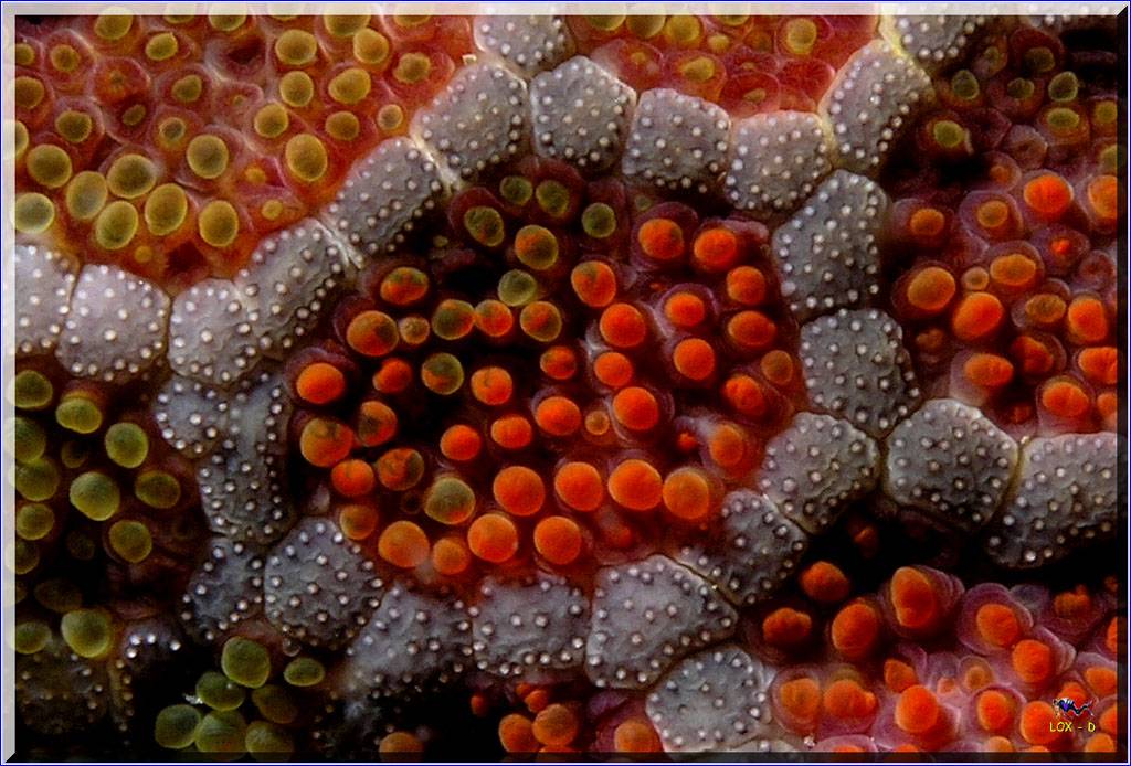 Same Seastar at Long Bay
