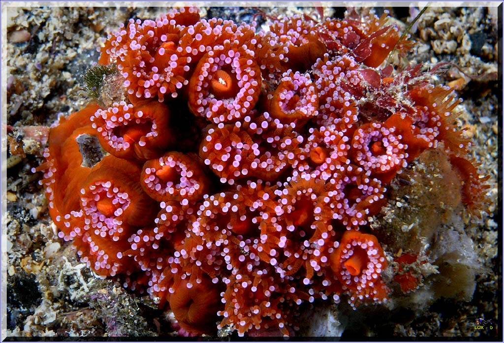 Bunch of Anenomes at Bass Point
