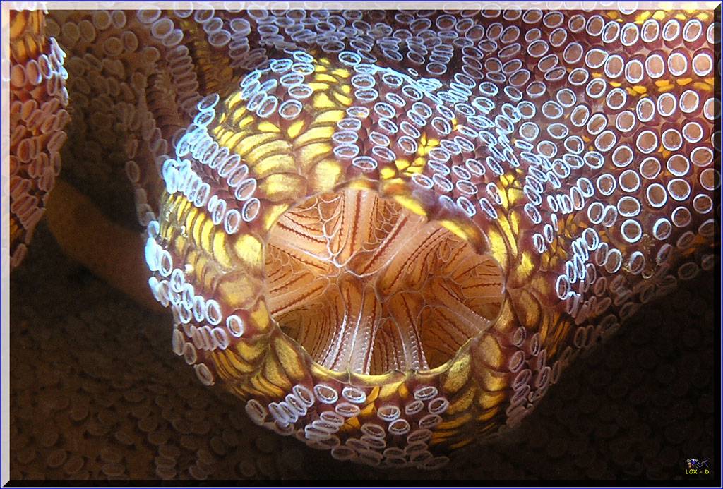 Ascidian Close-up at Kurnell
