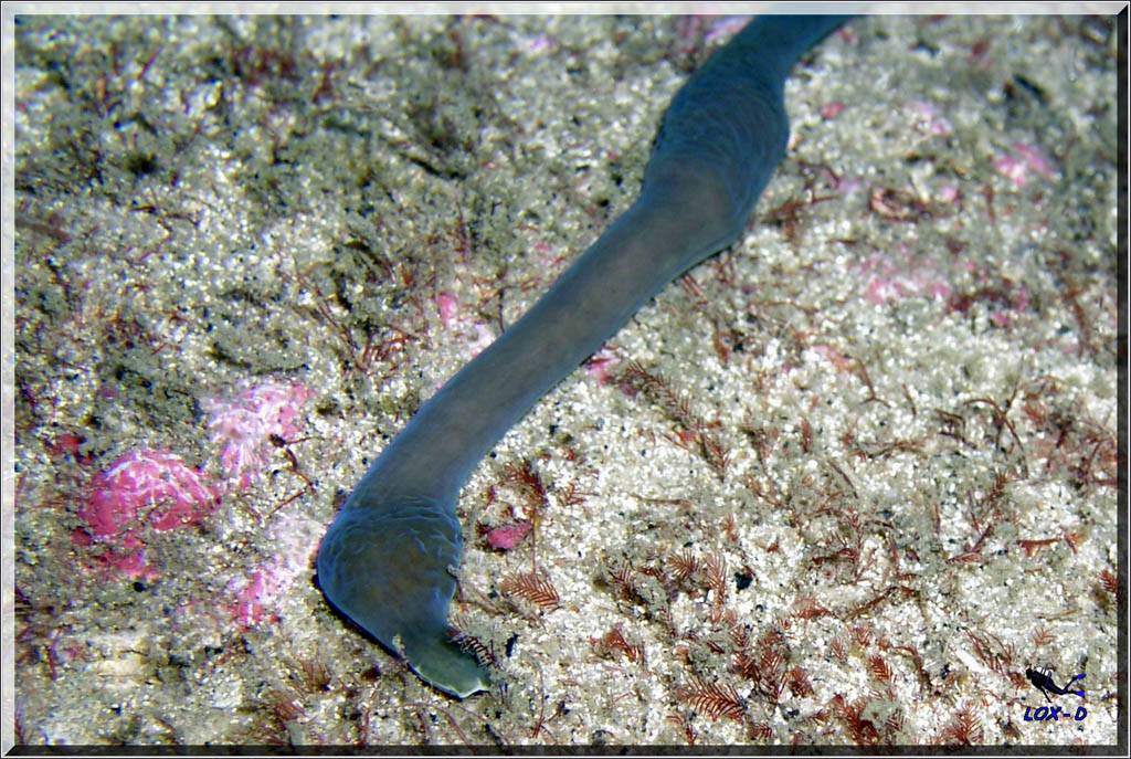 Strange Worm at Bare Island