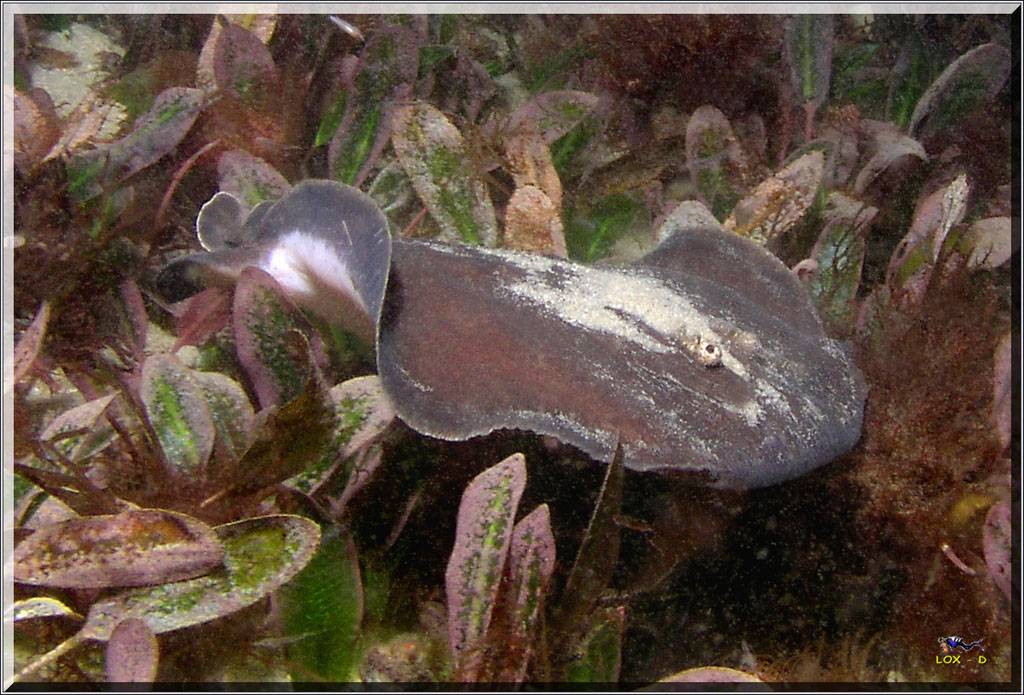 Baby Numbfish at Yarra Bay