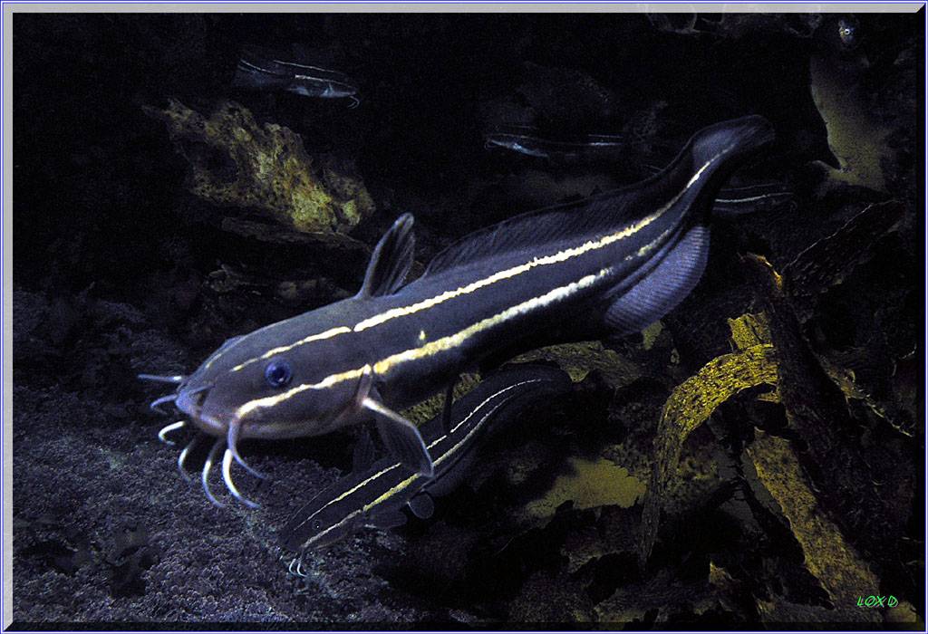 Catfish at Bare Island