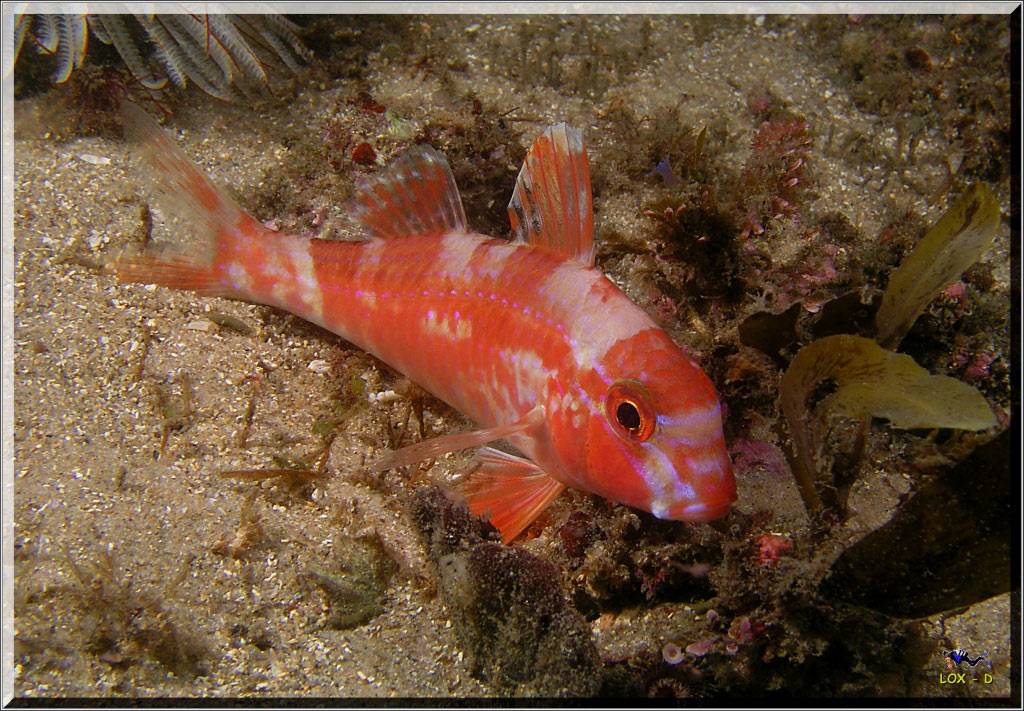 Macro at Kurnell