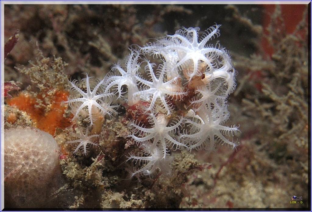 Macro at Kurnell