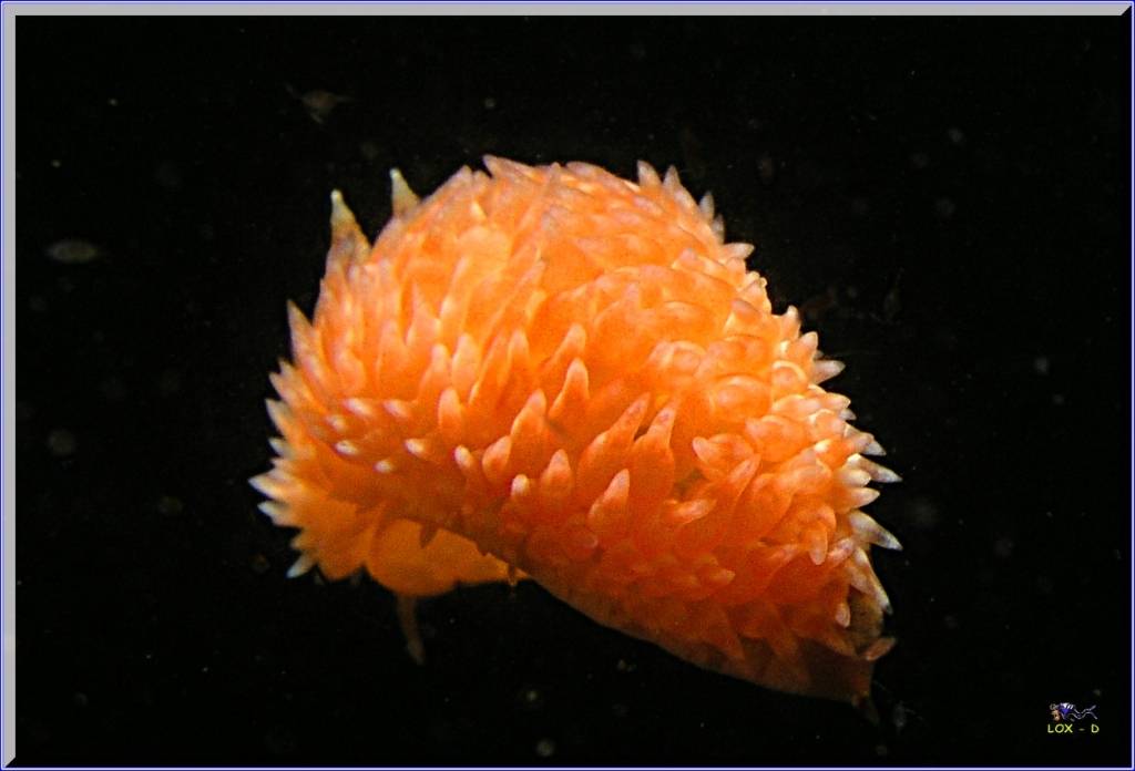 Anenome at Kurnell