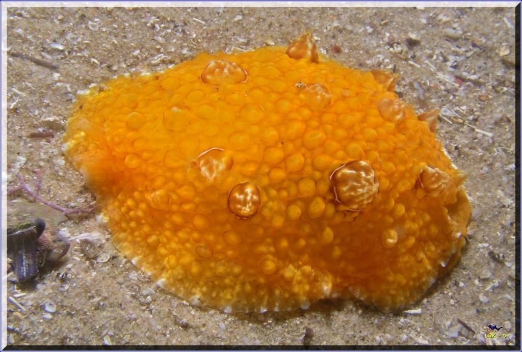 Anenome at Kurnell