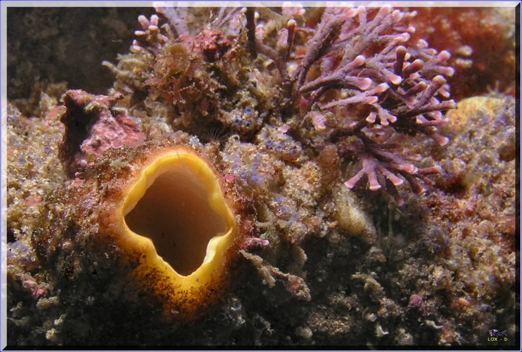 Anenome at Kurnell