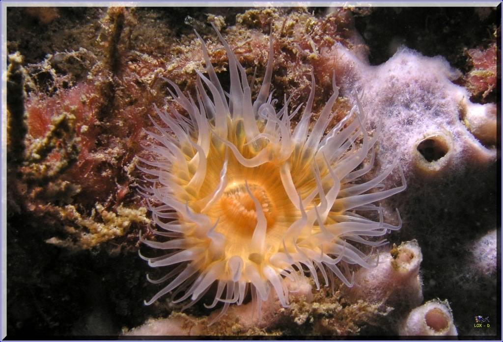 Anenome at Kurnell