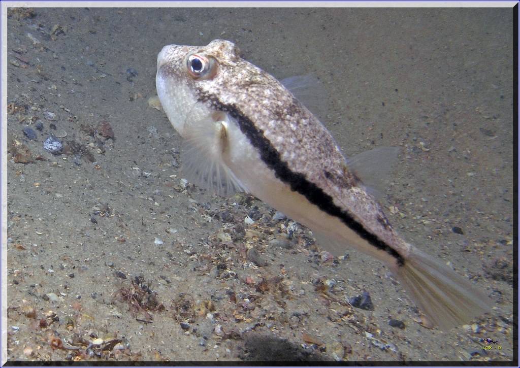Closer Scorpionfish at Bare Island