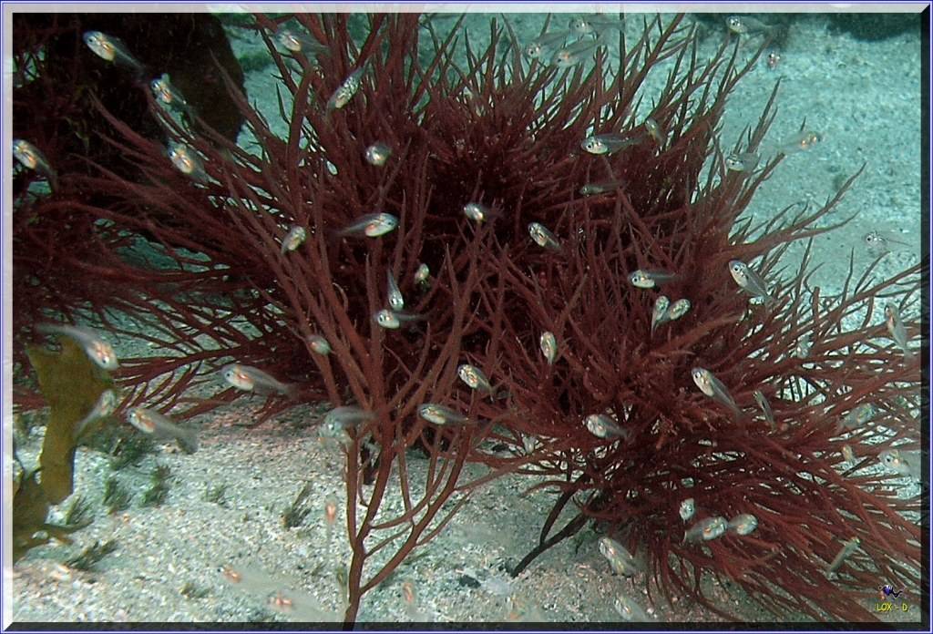 Closer Scorpionfish at Bare Island