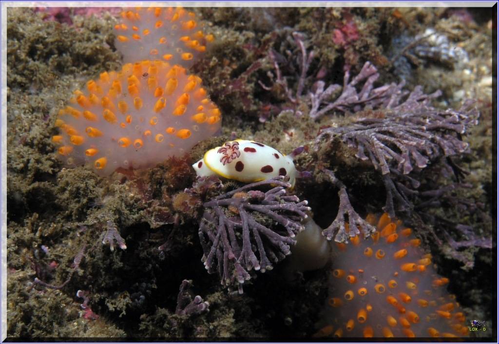 Closer Scorpionfish at Bare Island
