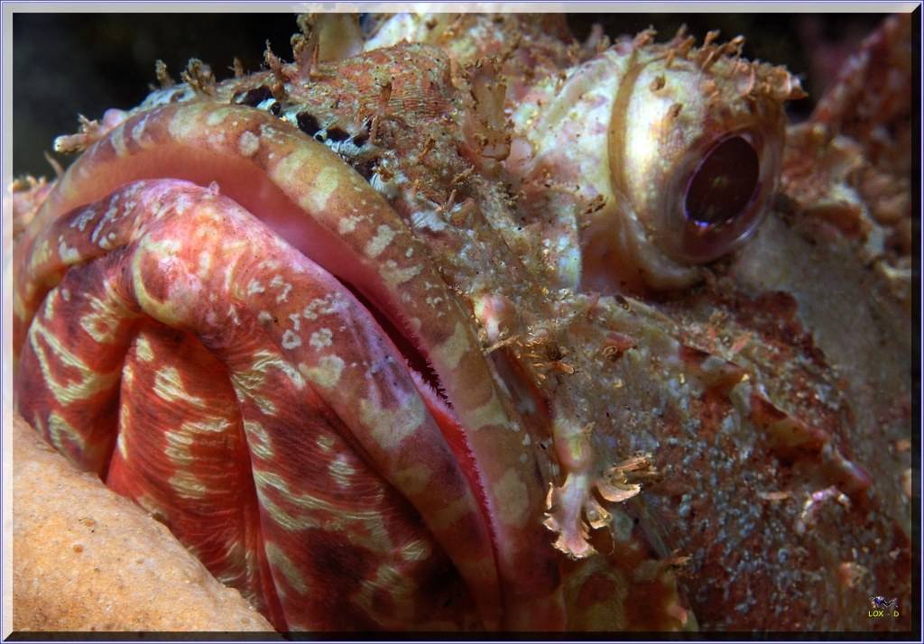 Closer Scorpionfish at Bare Island